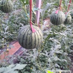 最新黄瓤礼品西瓜替代品种—黄玉姬