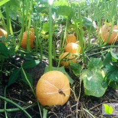 2017凭祥南瓜 凭祥进口黄金二号