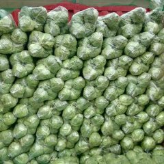 河南博爱8398甘蓝即将大量上市