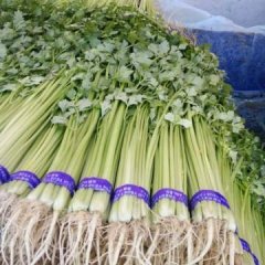 北京新发地：代购代销香芹芹菜