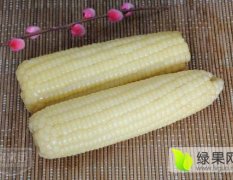 山东章丘自家种植糯玉米，已经在售欢迎骚扰