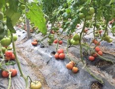 费县西红柿全国闻名，素有西红柿之乡美誉