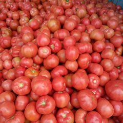 任城西红柿果形圆，口感甜