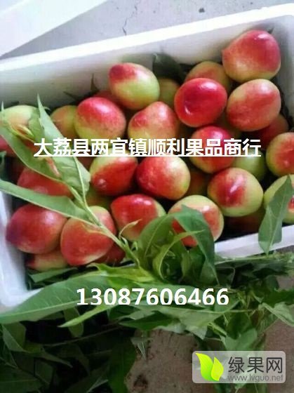 2019年陕西大荔油桃价格