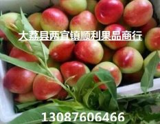 陕西极早熟油桃价格/早熟518甜油桃产地批发价格