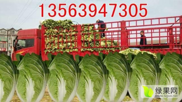 2021年山东沂南菊锦春白菜价格
