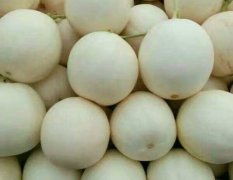 莘县甜瓜 白雪香瓜，是多年来的老品种