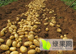 滕州土豆绿色无公害,姜屯牛文阁诚信合作