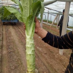 青州莴苣 本地莴苣已大量上市，皮青质脆