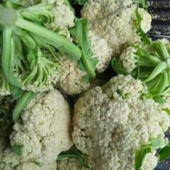 徐州沛县有机花菜阳历四月初将大量上市