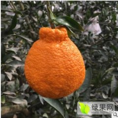 四川徐师柑橘代办合作社