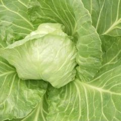 2019河南省博爱县四月中旬蒋村蔬菜批发市场