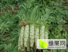 岱岳区范镇历来有种植莴苣的传统