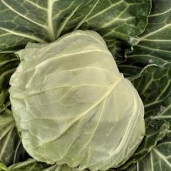 河北定州蔬菜基地甘蓝以大量上市