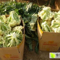 江苏沛县白面青梗松花菜菜花口感爽口