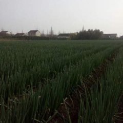 2017如东大葱 今年大葱旺季接近尾声