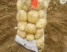 山东省新鲜马铃薯种植基地