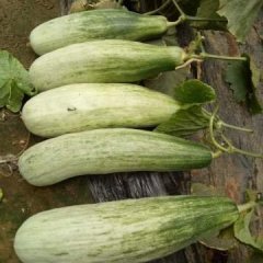 批发山东大棚甜瓜羊角蜜甜瓜