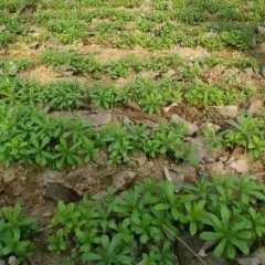 2017容城养心菜 多功能于一身