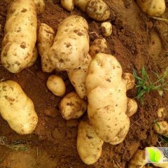 平阴土豆，冷库储藏大量上市