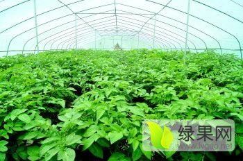 山东滕州春季土豆， 二两半以上，个头均匀，成