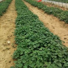 湖北红安红薯 红安苕，寻找合作