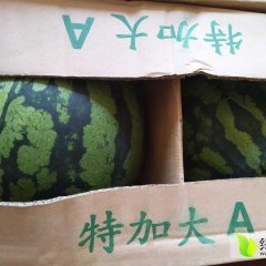 瑞丽畹町镇段昱帆：甜王系列西瓜