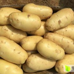 围场现有荷兰14 荷兰15土豆 50000斤