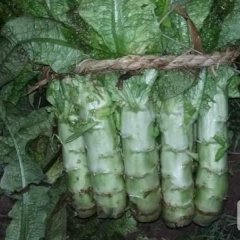 郯城县红花镇陆续上市红叶莴笋 西红柿