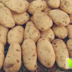 四川成都彭州隆丰镇土豆大量上市