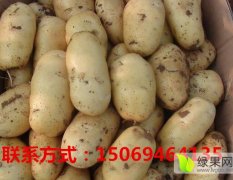 山东枣庄市薛城区大棚马铃薯