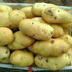 滕州一年两季荷兰土豆 四季供应
