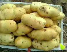 滕州一年两季荷兰土豆 四季供应