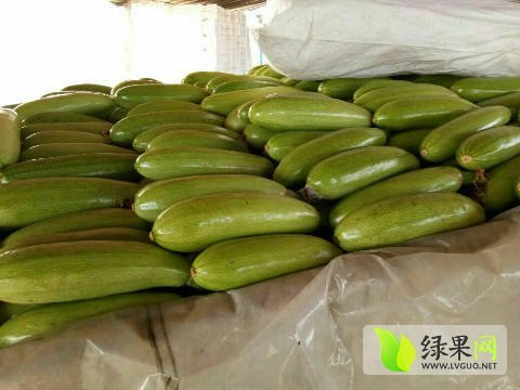 2017年山东东昌府绿箭价格