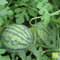 安县现有200亩大棚西瓜8424