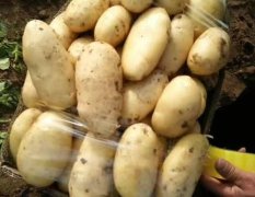 2017薛城春季大棚四膜三膜土豆已大量上市