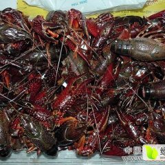 君山近年来养殖小龙虾面积逐年增加