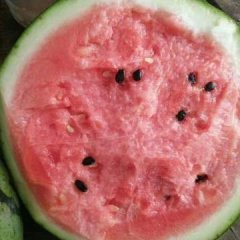 盈江西瓜马上上市了 4月10号到5月中旬