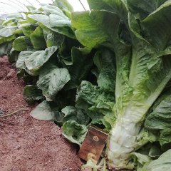 华州区原华县 种植莴笋