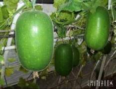 山东莘县我们这今年小冬瓜种植面积大
