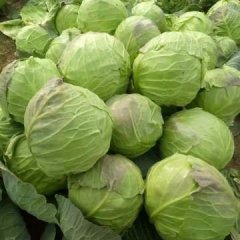 新野城郊李军伟2月中甘21甘蓝