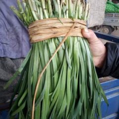 河北香河李庄蔬菜批发市场汉中韭王韭菜