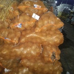 吉林省公主岭市怀德镇土豆