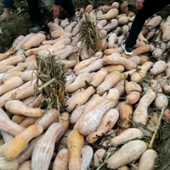 窖藏南瓜光鲜靓丽，移驾高端市场