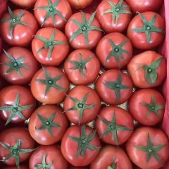 山东省临沂市费县薛庄镇西红柿西红柿