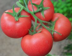 越夏大粉番茄种子 无限生长类型，粉红果