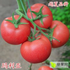 越夏大粉番茄种子 无限生长类型，粉红果