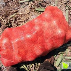 西昌洋葱本地已有少量黄皮洋葱上市