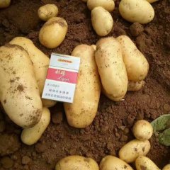 滕州土豆色泽好，黄心，味道好极了