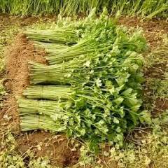 固始西雅图芹菜口感脆嫩可口好吃